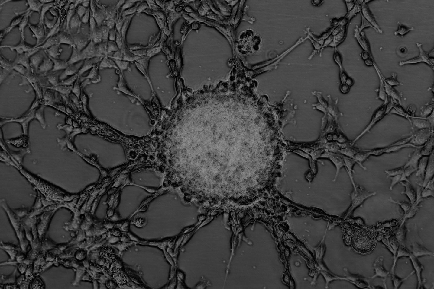Cell Proliferation and Viability Assays